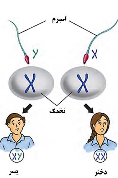 تعیین جنسیت جنین با کروموزوم x و y