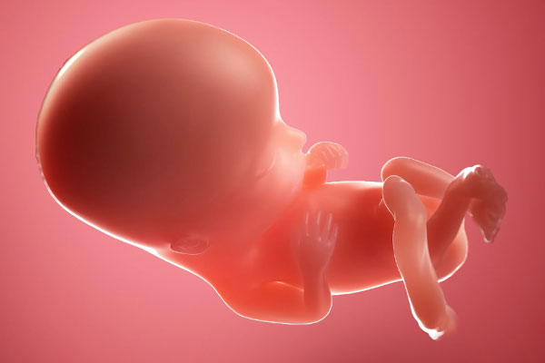 جنین در هفته دوازدهم بارداری چه شکلی است؟