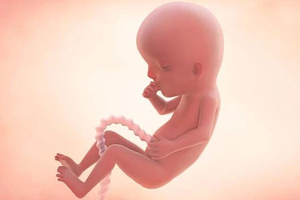 جنین در هفته سیزدهم بارداری چه شکلی است